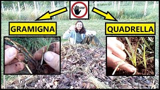 COME ELIMINARE le ERBACCE Gramigna e Quadrella in modo NATURALE  Tutorial Agricoltura [upl. by Aliab]