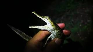 Baby freshwater crocodile Crocodylus johnsoni vocalizations [upl. by Khosrow523]