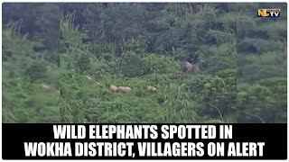 WILD ELEPHANTS SPOTTED IN WOKHA DISTRICT VILLAGERS ON ALERT [upl. by Hsejar]