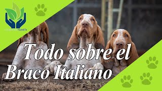 Braco italiano todo sobre esta Raza de perro [upl. by Accem]