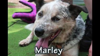 Marley ADOPTED Toowoombas Mr Cool  RSPCA ID 852662 [upl. by Terese]