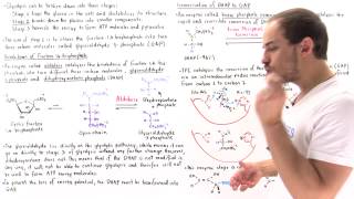 Stage 2 of Glycolysis Steps 45 [upl. by Sairu]