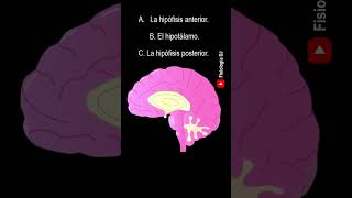 Repasa fisiología Endocrina  Preguntas y respuestas de la fisiología del sistema endocrino [upl. by Nohsar324]