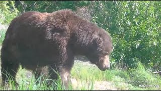 Katmai National Park BF BFL cam Bear 747 resting close by the Platform 06252024 [upl. by Ruscio841]