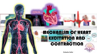 Mechanism of Heart Excitation and Contraction  SinoAtrial Node  AV Node  Biology Class 11 [upl. by Zacharie168]