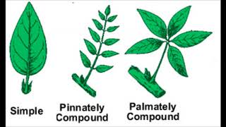 Plant identification with Dichotomous key practice [upl. by Nations]