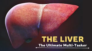 The Liver  The Ultimate Multitasker Animation [upl. by Alya258]