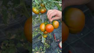 Cutting tomato marmande asmr tomato gardening satisfying vegetables cuttingskills asmrsounds [upl. by Maury842]