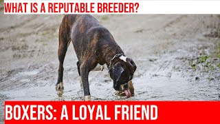 Choosing a Reputable Boxer Breeder Key Considerations [upl. by Ahter]