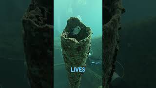 Scuba Diving WORLD’s Greatest Wreck Dive The SS Thistlegorm [upl. by Admama160]