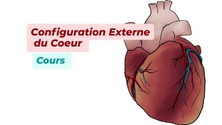 CONFIGURATION EXTERNE DU COEUR [upl. by Ellekcim727]