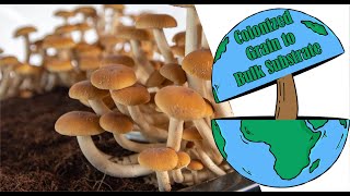 Growing Mushrooms Mixing Colonized Grain Spawn to Bulk Substrate [upl. by Ynneg965]