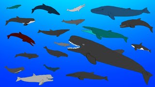 Extinct Prehistoric Whales  Animated Size Comparison [upl. by Shih]