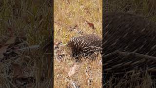 Echidnas are shy D nature Echidna BabyEchidna [upl. by Omidyar]