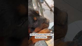 Rottweiler Ki Nose Mein Fasa Hai Bohot Gand shorts rottweiler dogs youtubeshorts namitaology [upl. by Marcello810]