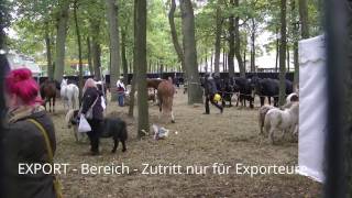 2527 Export Bereich Zuidlaren Paarden Pferdemarkt Clip 2016 [upl. by Lucretia]