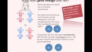 Gene Linkage IB Biology [upl. by Eyatnod]