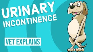 Urinary Incontinence in Dogs [upl. by Alyehc]