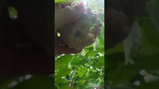 Atis fruit birds eatingshortvideo fruit viralvideo [upl. by Airottiv195]