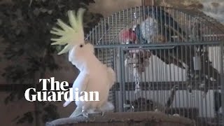 Scientists discover Snowball the cockatoo has 14 distinct dance moves [upl. by Suzi]