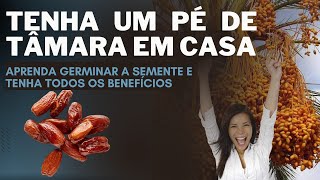 TENHA UM PÉ DE TÂMARA EM CASA APRENDA A GERMINAR SEMENTE E TENHA TODOS OS BENEFÍCIOS 01 [upl. by Magee715]