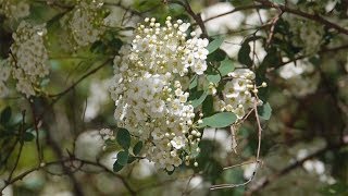 Braut Spierstrauch Spiraea arguta [upl. by Salina]