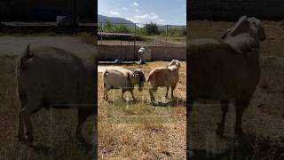 🇫🇷Recinto de Chivos en el estadio AKRON 🐐 [upl. by Mistrot]