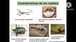 Animales Vertebrados e Invertebrados [upl. by Behlke]