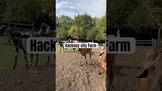 Hackney city farm located in Hackney farm londonlife animals tourism [upl. by Alaikim]