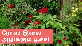 What is eating my rose leaves Identify leaf eating pest தமிழ் Video [upl. by Rohclem674]