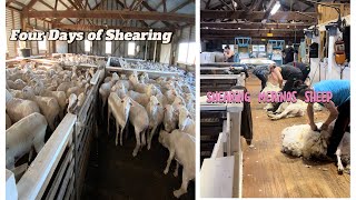 Shearing Merino Sheep  sheep sheepfarming sheeps farming shearing [upl. by Arvy]