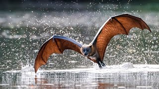 Bats A Comprehensive Guide  Wild Animals animals [upl. by Von]