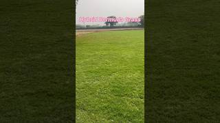 Hybrid Bermuda Grass Vs Bermuda  Shiv Nursery grass lawncare landscape turflawn bermudagrass [upl. by Eihtak397]