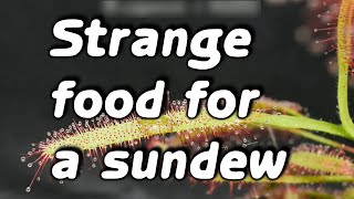 Feeding strange things to a sundew [upl. by Erdrich759]