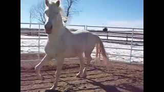 SFG Jack Frost the cremello Morgan stallion [upl. by Tadd]