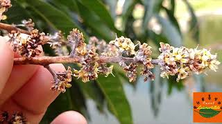 Por que às vezes a mangueira se enche de flores e não vingam frutos Why mango flower no fruit [upl. by Amice698]