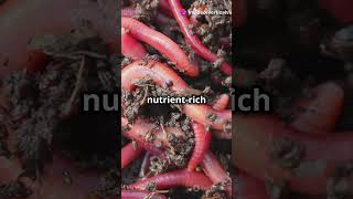 How EARTHWORMS works secretly for Soil  Nature’s Soil Engineers and Ecosystem Maintainers [upl. by Catherin]