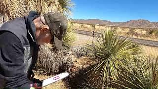 Oregon cs1500 electric chainsaw vs desert yucca tree test [upl. by Mackenzie483]