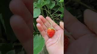 Strawberry Picking [upl. by Lisette]