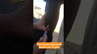 Intravenous injection in jugular vein in goat thegoats animals veterinarypractice vetcare [upl. by Aylmer350]