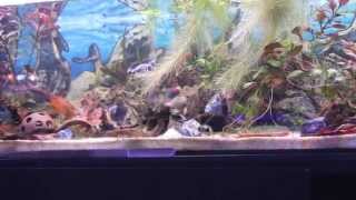 Corydoras Pygmaeus und Corydoras Habrosus [upl. by Landing709]