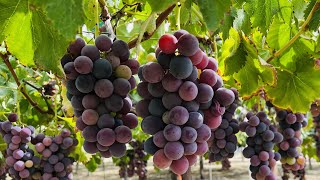 🍇🍇GRAPE PICKING 1st Day in Southern California USA  Evergreen Produce Aguanga  Cali Que Em [upl. by Aubrette]