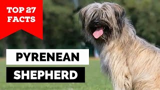 99 of Pyrenean Shepherd Dog Owners Dont Know This [upl. by Schiro107]