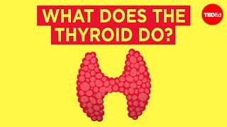 Thyroid Hormone Biosynthesis [upl. by Keen]