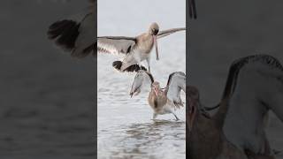 Battle Of The Blacktailed Godwits wildlifefilming photography wildlifecamera [upl. by Ehcar]