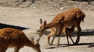 Dybowski Hirsch  Mutter mit Nachwuchs an der Milchbar [upl. by Cordle]