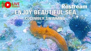 SATISFYING SEA CUCUMBER 🦐SWIMMING [upl. by Britteny834]