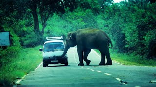 Elephant Extortion Sri Lanka [upl. by Revert]