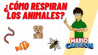 ¿Cómo Respiran los Animales [upl. by Anesor]