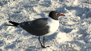 Laughing Gull [upl. by Bocoj573]